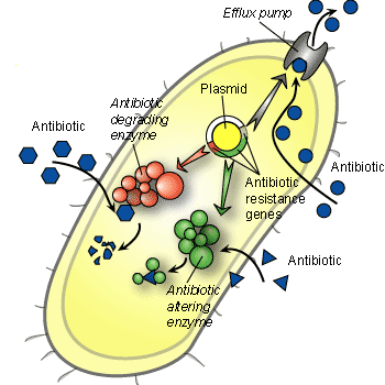 Anti-biotics resistance; a growing concern for CARICOM agencies