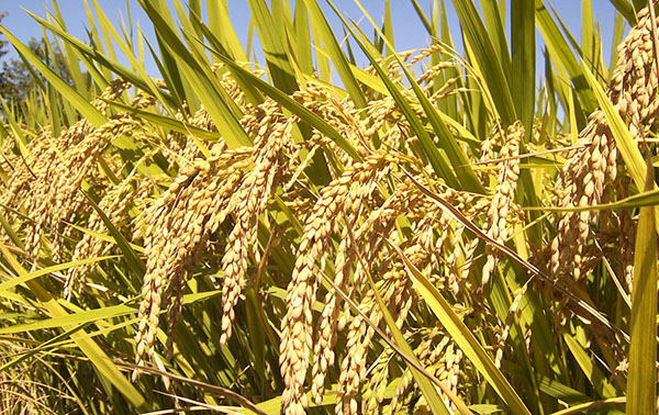Rice exports to Jamaica doubled; GRDB signs two new agreements