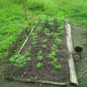 SOME MORE WEED