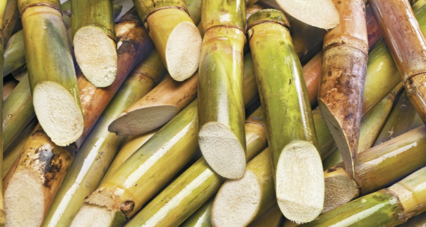 Discussions in progress regarding redundancies at East Demerara Sugar operation