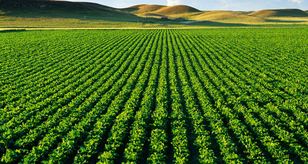 Meaningful changes to come in  agriculture sector