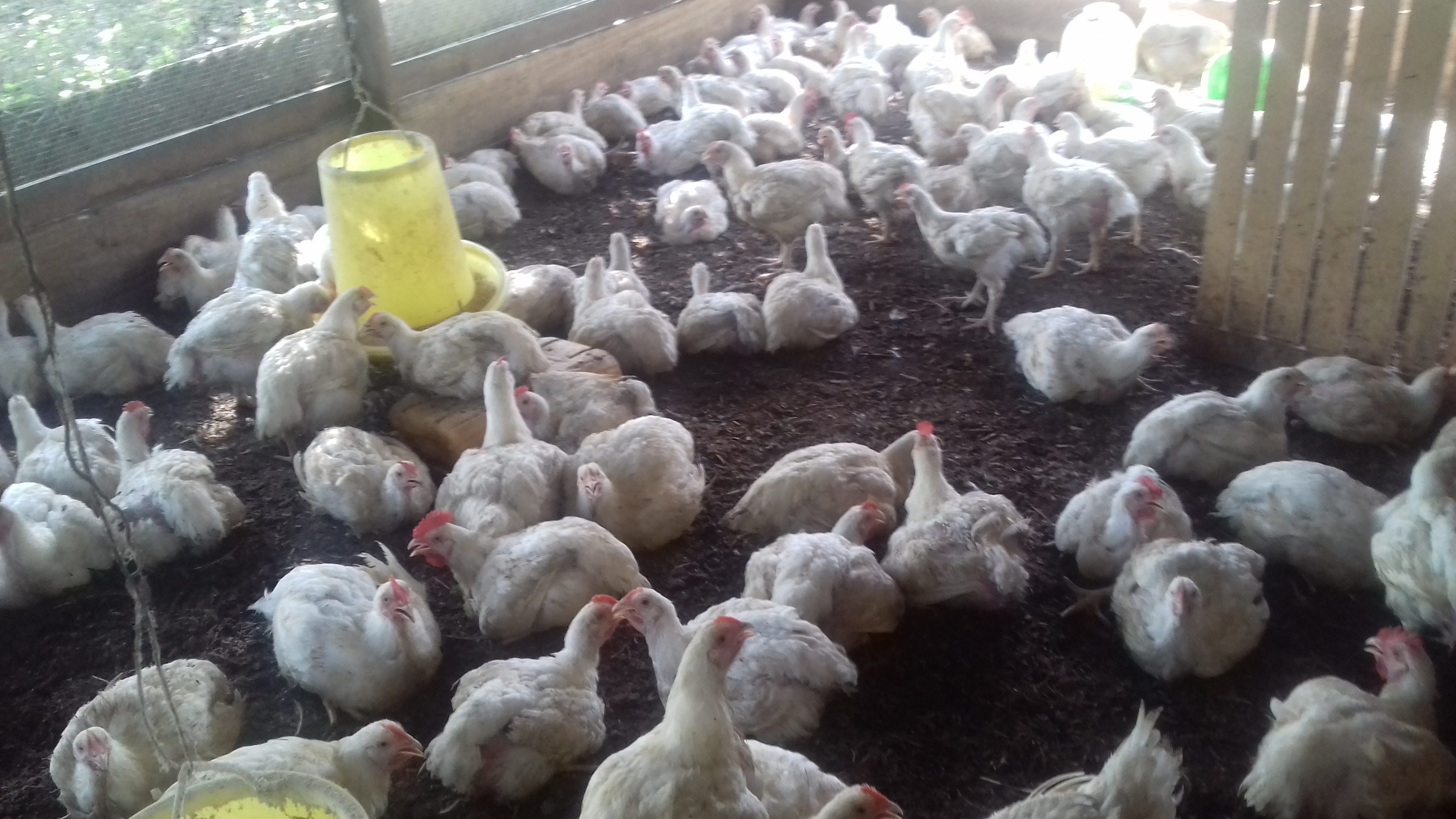Berbice Farmers frustrated with “Mystery Disease” killing their livestock