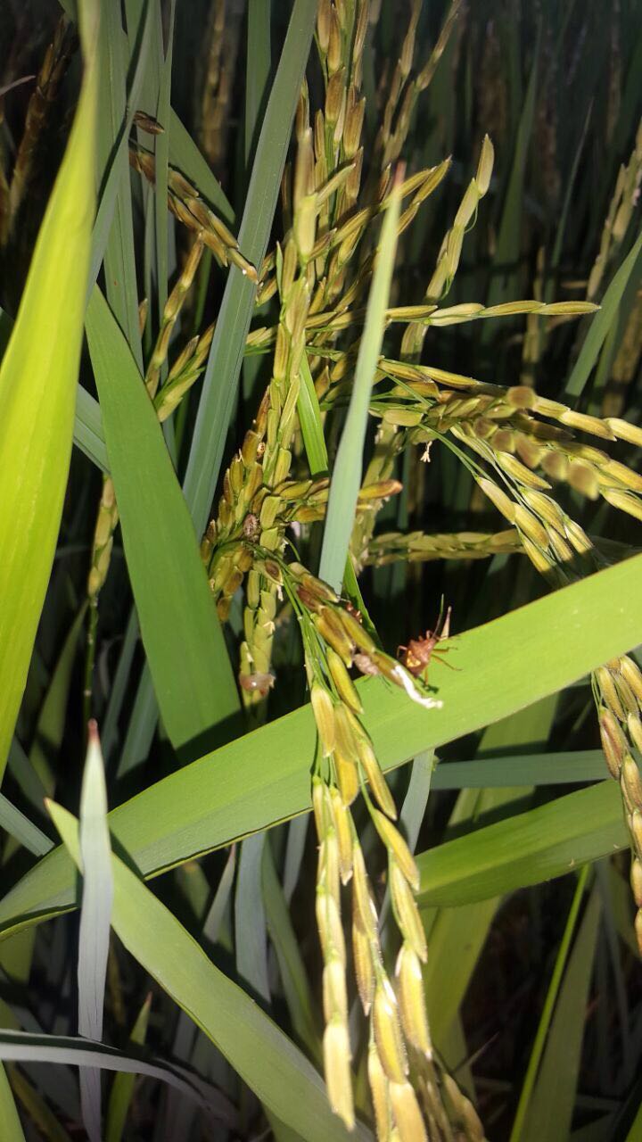 Paddy bug infestation affecting region two farmers; GRDB monitoring situation