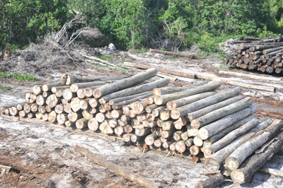 GFC to repossess BaiShanLin’s concessions over $80M debt