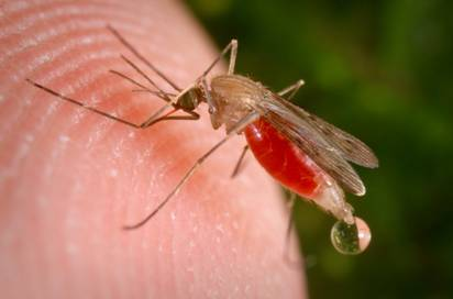 More than 90% of the population at risk of contracting Filaria