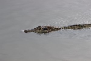 A Caiman moves smartly in the Iwokrama Lake 