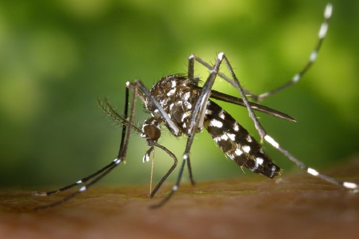 Zika Virus Teams Up With Other Viruses to Make People Sick