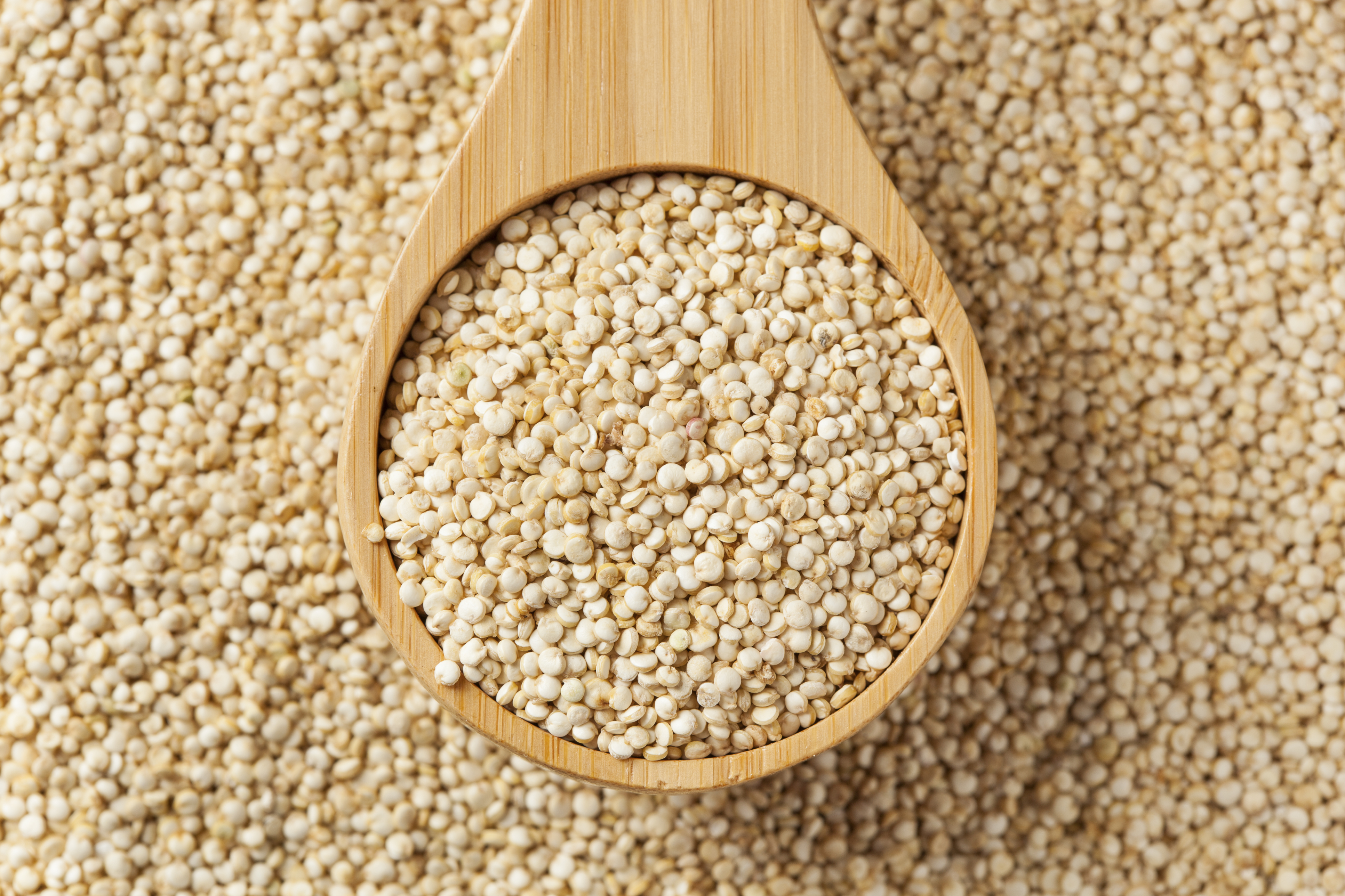 Quinoa trials likely for September