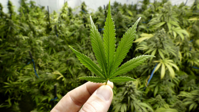 Belize Governor assents to legislation allowing for decriminalisation of marijuana