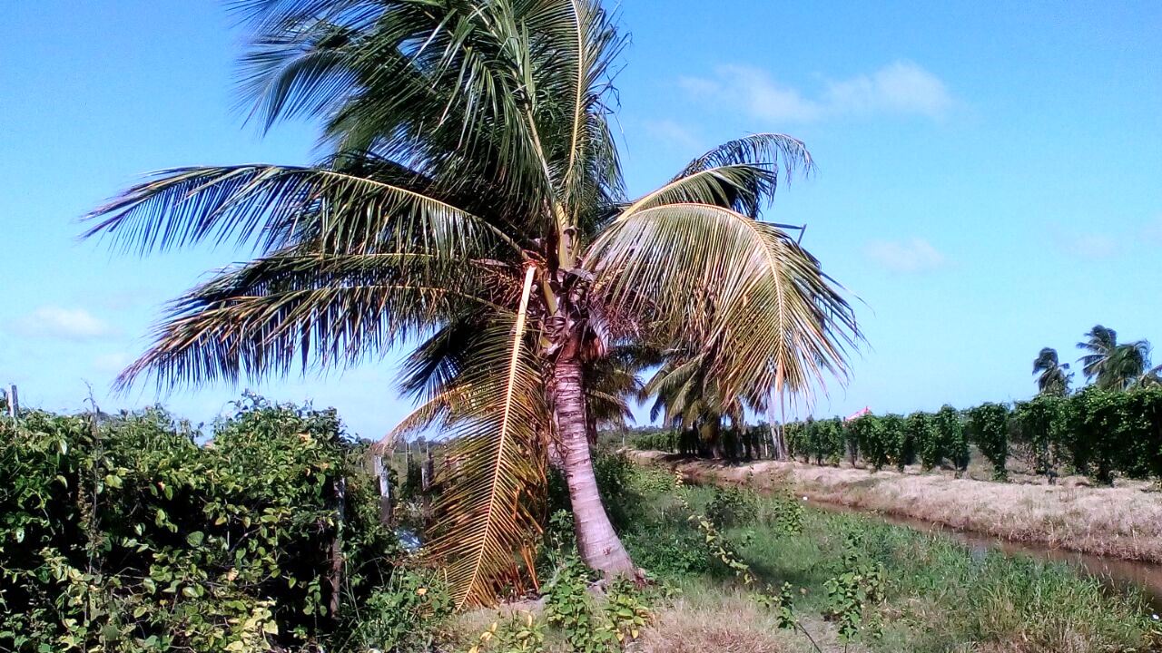 One arrested for poisoning Coconut Trees at Hope Estate