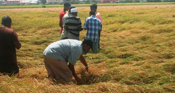PPP defends rice farmers struggling to pay fees to MMA/ADA