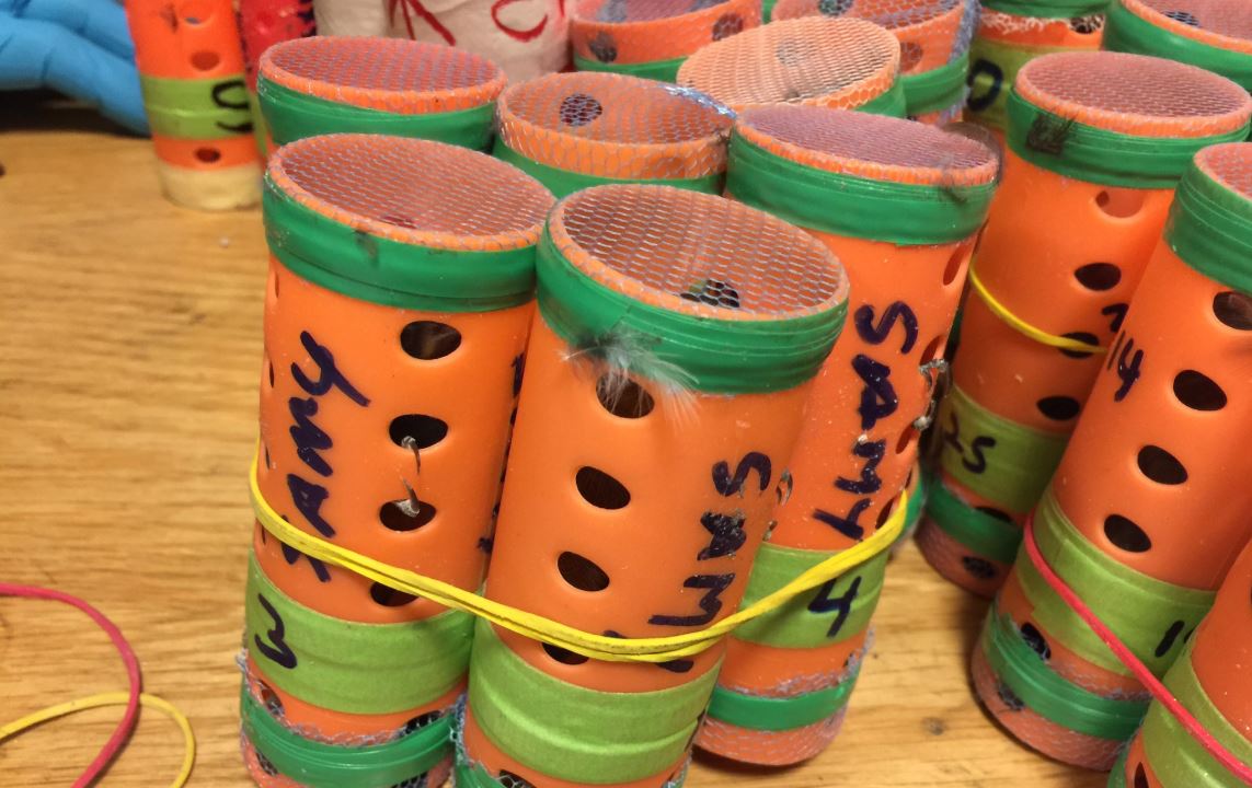 Passenger from Guyana busted with 70 birds in curlers at JFK
