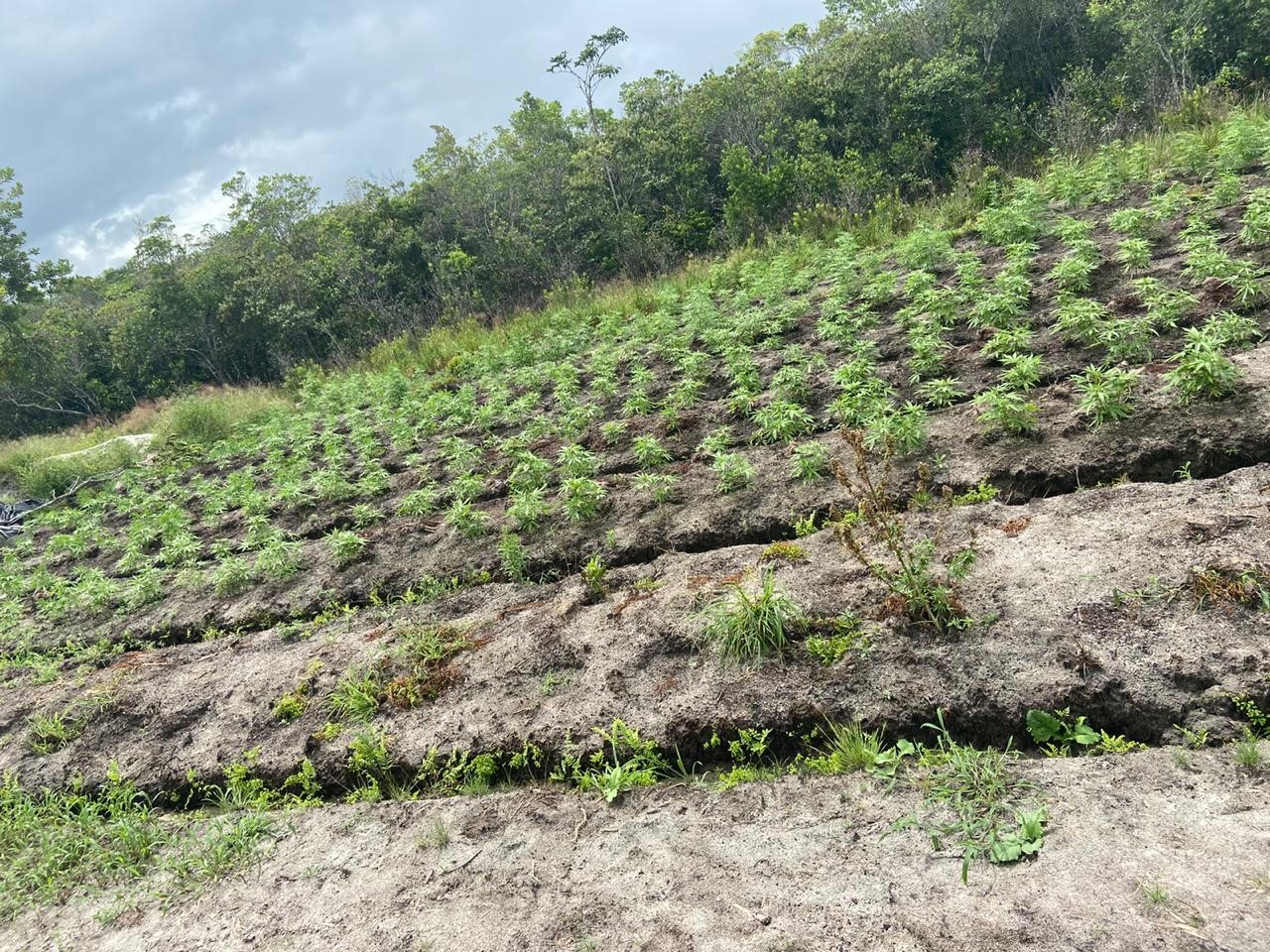 CANU destroys ganja farm at St Cuthbert’s Mission
