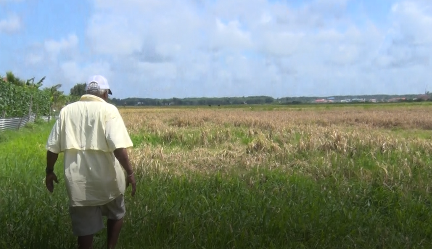 Gov’t to set up insurance mechanism for 6,000 rice farmers