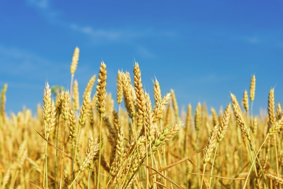 Wheat grain research ongoing as agriculture ministry invests heavily in research-driven projects