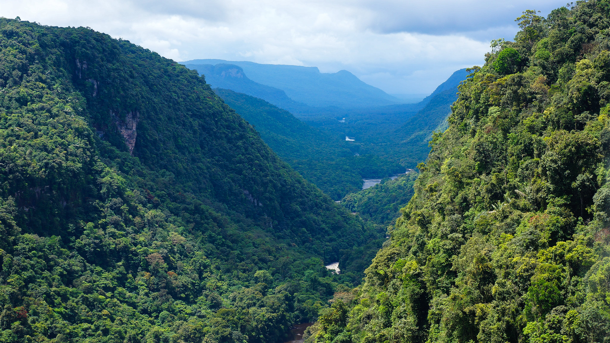 Guyana secures more support for its ambitious forest-saving plans