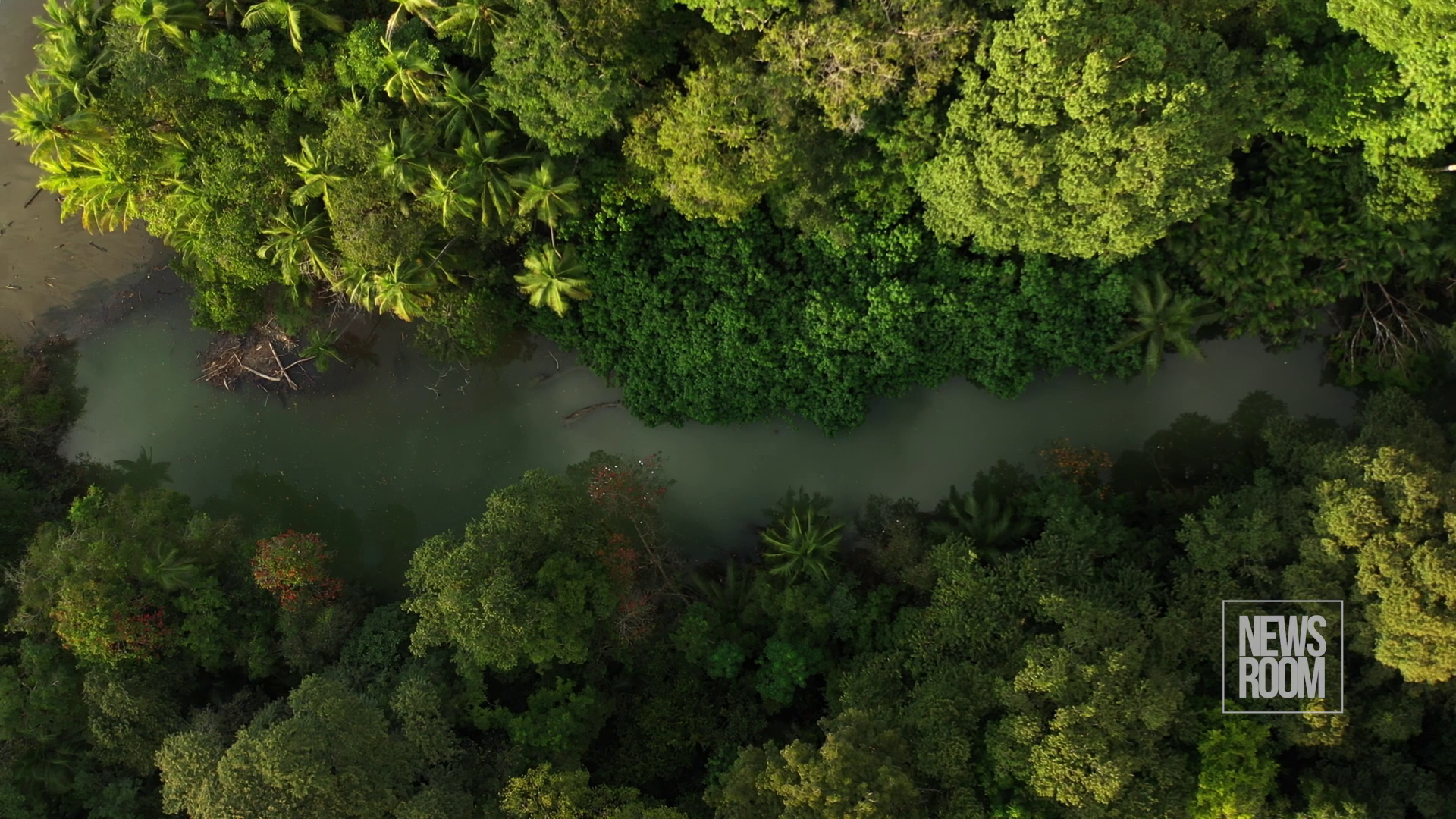 Money from trees: What of Indigenous people and their rights? And do they benefit from the carbon trade?