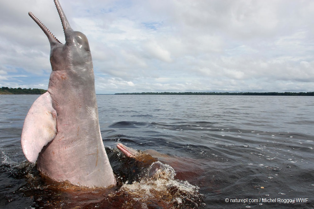 Pink River Dolphins found in Rupununi