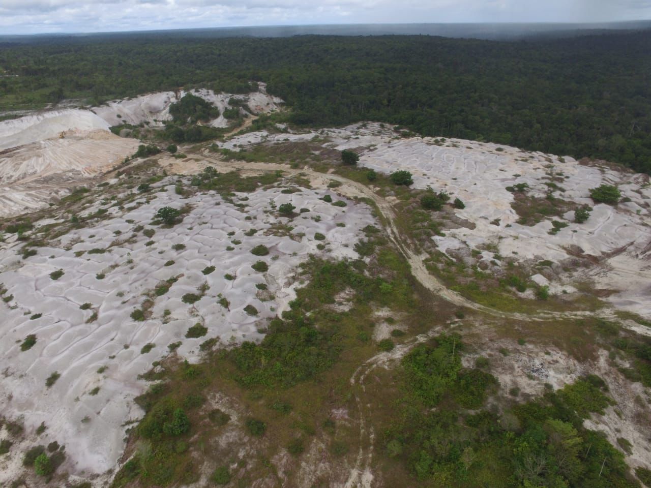 Guyana spending $300 million to replant trees in mined out areas this year