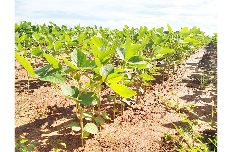 Guyana to double soya cultivation to become net exporter