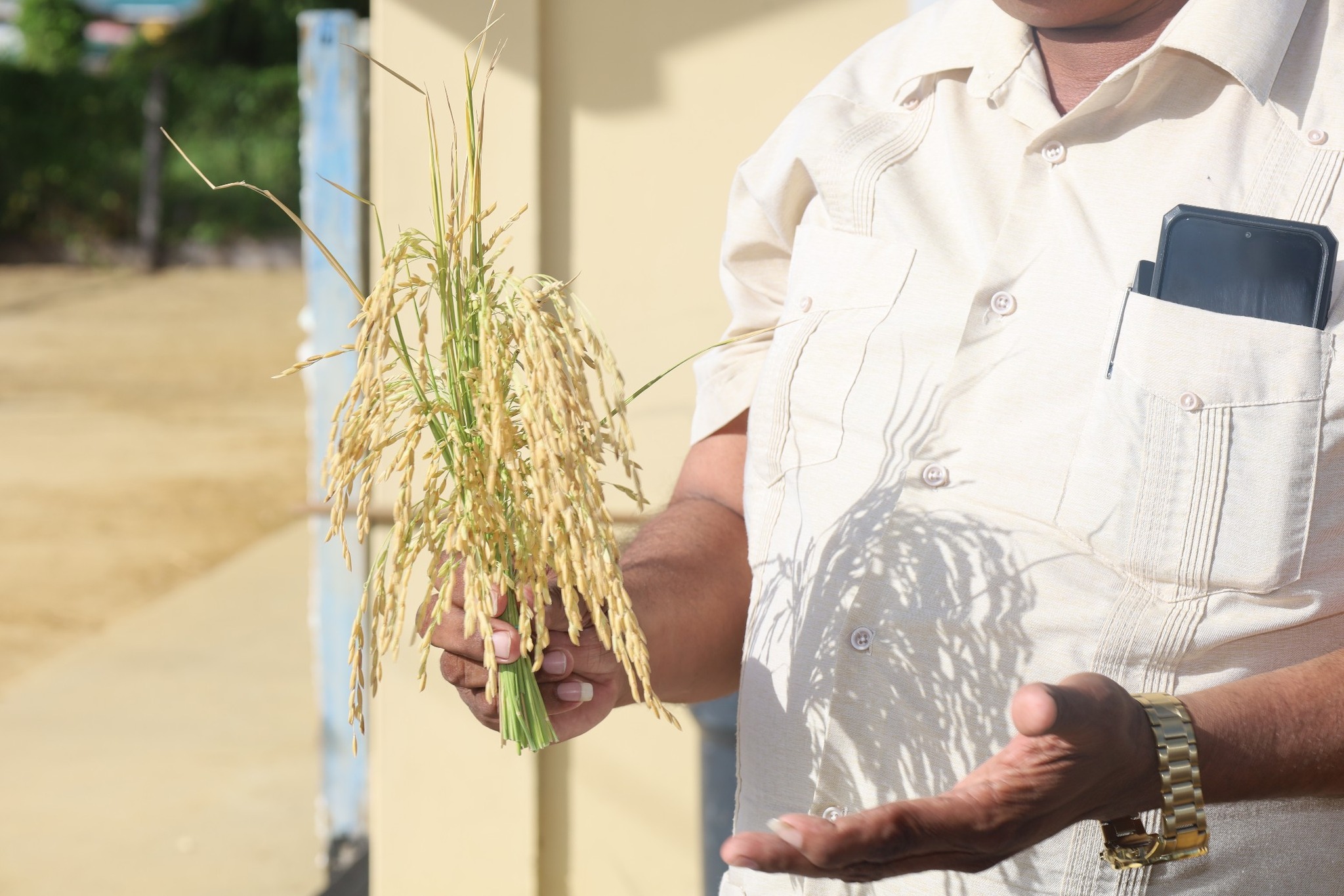 President announces $2.7 billion support for rice farmers 