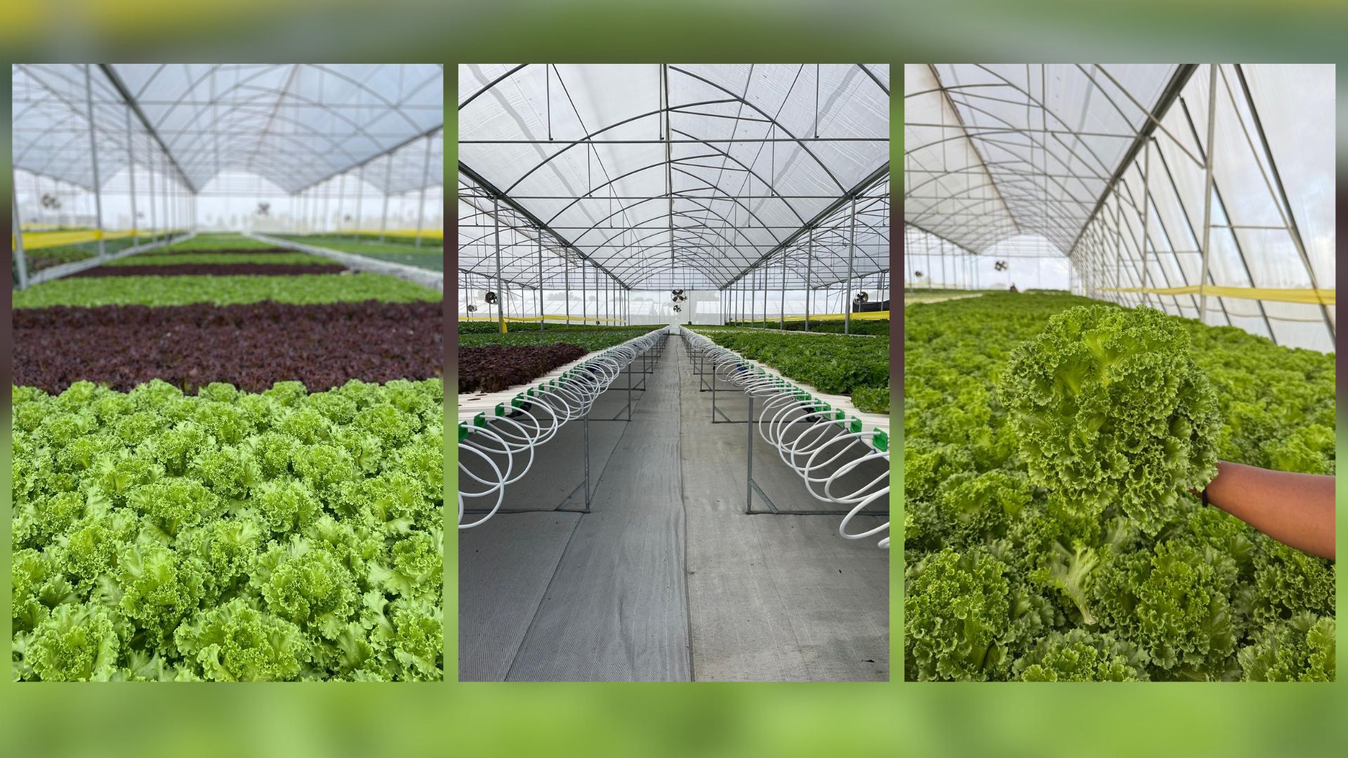 Victoria Greens: Pioneering hydroponics farming in Guyana