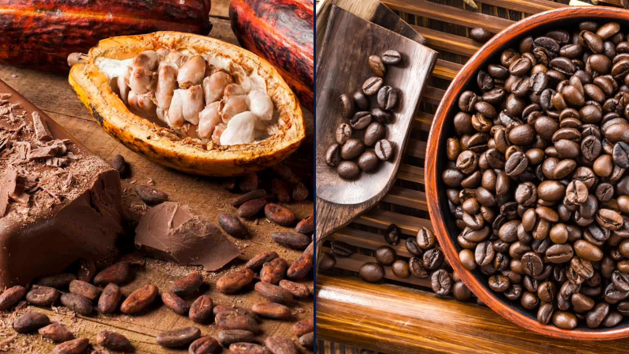 Guyana, DR ink new agreement to kickstart cocoa & coffee production in Reg. 1