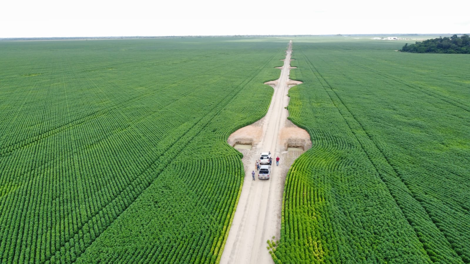 Tacama Gold to cultivate about 7,500 acres of corn, soybeans this year 