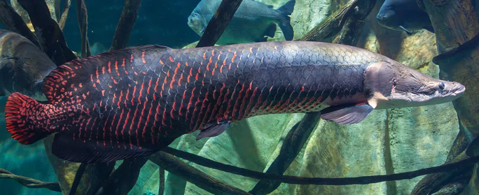 Overfishing of endangered species, microplastics remain threats to fisheries sector